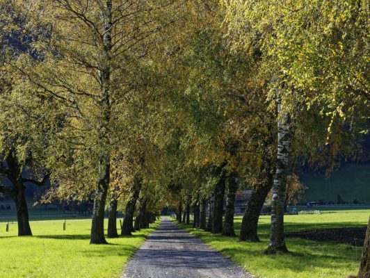 4.11. Fritz / Spaziergang durch die Birkenallee