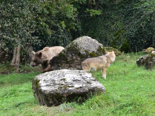 25.10. Heidi / Wolf und Bär spielen "Versteckis"