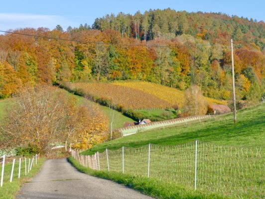 3.11. Sepp / Buechberg in den schönsten Herbstfarben