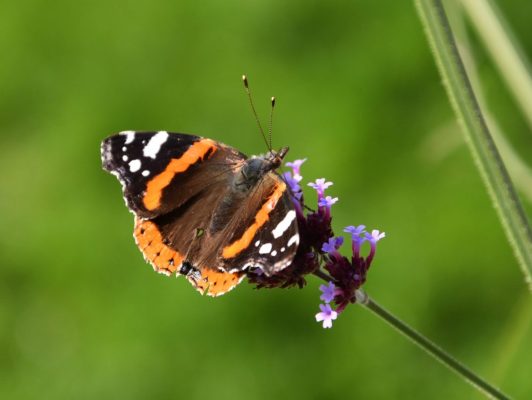 25.10. Heidi / der Schmetterling geniesst den schönen Herbsttag